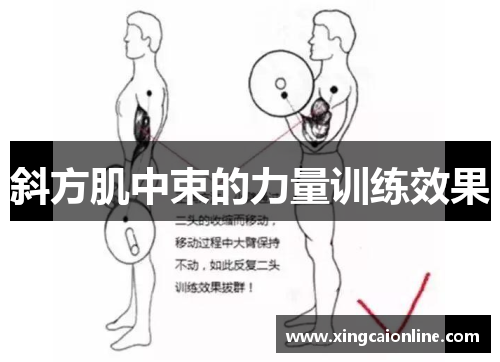 斜方肌中束的力量训练效果